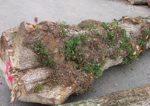 Ulme Rundholz mit Maserwuchs